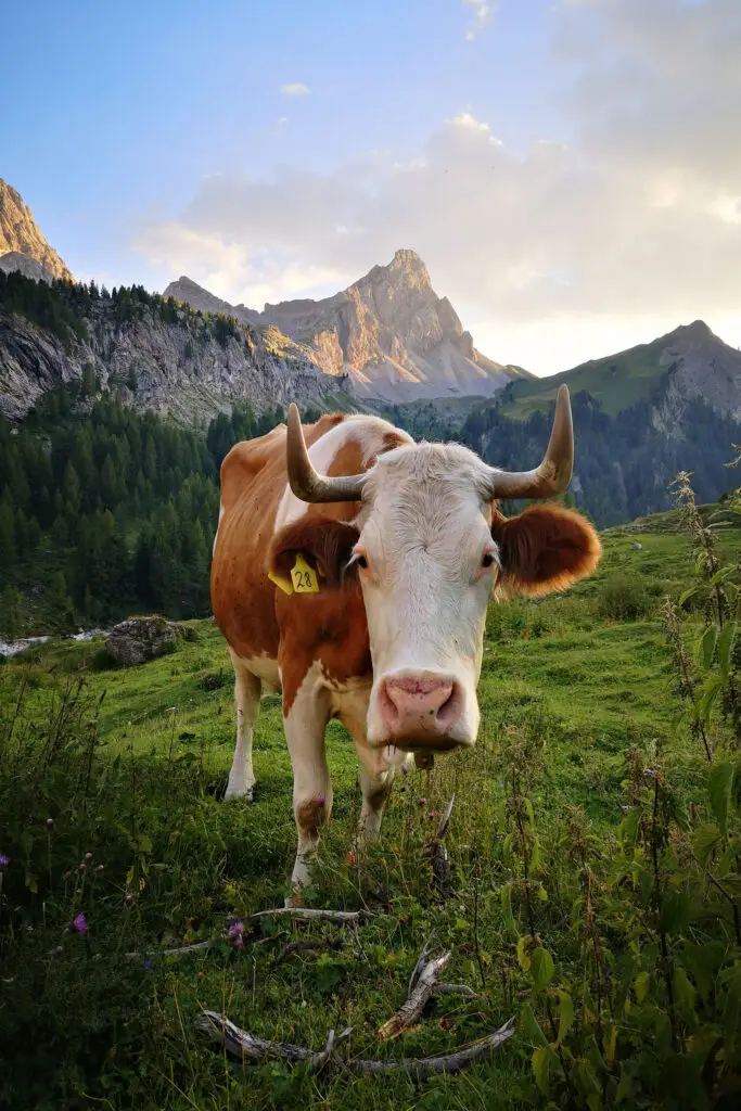 Mucca al pascolo in Val di Contrin con vista sulla Marmolada al tramonto